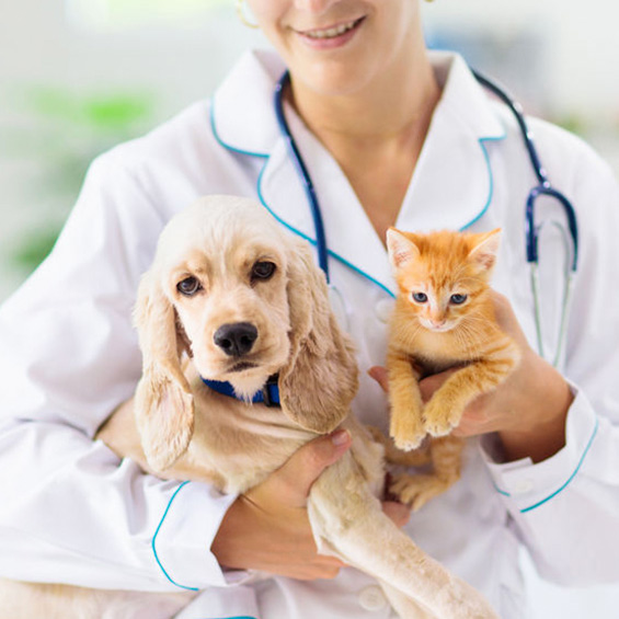 Clínica Veterinaria San Pedro Dr. Hormigo perro y gato